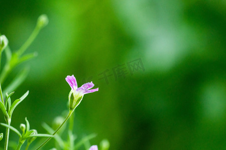 植物装饰花朵摄影照片_春天花草上午满天星办公室花草装饰摄影图配图