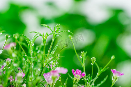 节气谷雨摄影照片_雨水节气白天满天星花草室外雨滴摄影图配图