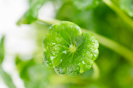 雨水节气白天铜钱草室外水滴摄影图配图