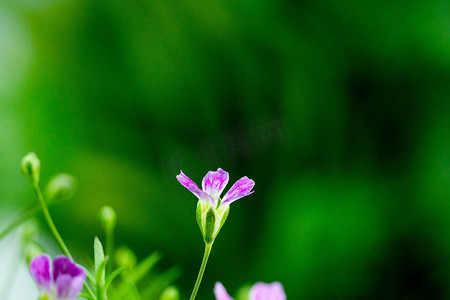 盆栽鲜花摄影照片_春天鲜花花草白天满天星办公室花盆装饰摄影图配图