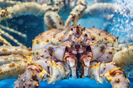 海产海鲜蟹食材食品水产摄影图配图