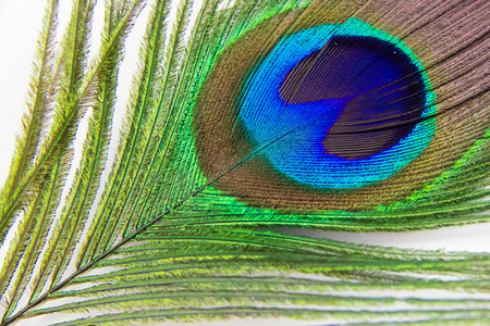 羽毛白天孔雀羽毛室内彩色羽毛摄影图配图