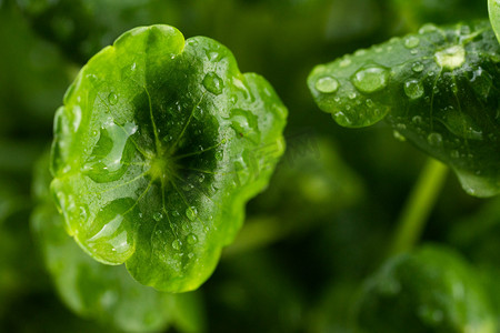 24节气雨水摄影照片_节气白天叶子室外植物摄影图配图