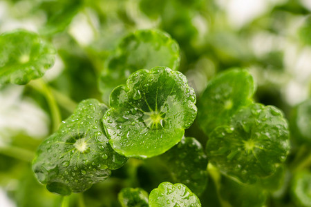 24节气春摄影照片_雨水节气白天铜钱草室外植物摄影图配图