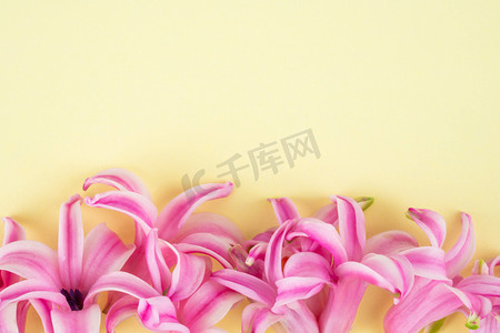 三八节白天花朵室内粉红色风信子摄影图配图