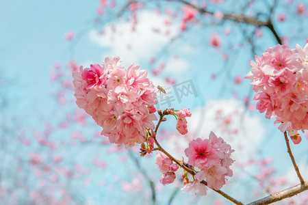 樱花节海报摄影照片_春天立春樱花繁花盛开自然风景摄影图