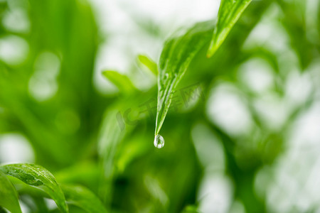 雨水节气水滴绿叶上水珠摄影图配图