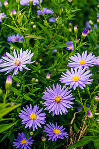 紫色的漂浮物摄影照片_花园紫色小巧雏菊花草本植物摄影图配图