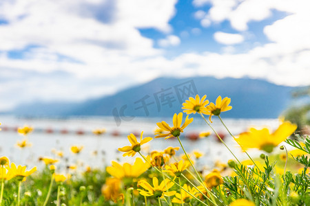 卡通小清新蛋糕摄影照片_云南滇池海边旅游植物花摄影图配图