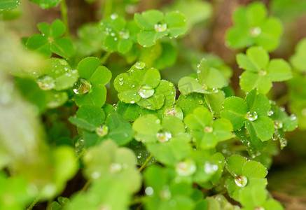 晶莹透明水珠摄影照片_换季雨水下雨发芽绿色大自然摄影图配图