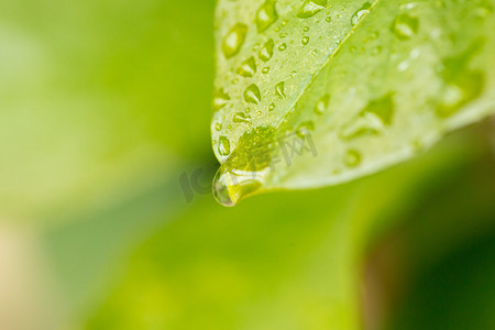 春天雨水摄影照片_自然风景植物雨水水滴立春雨季摄影图配图