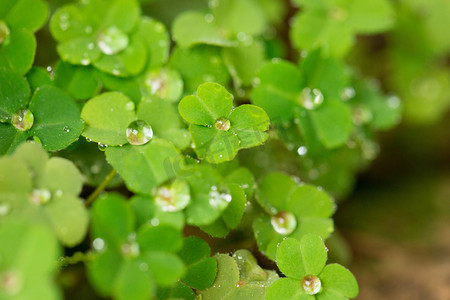 小雨中雨大雨摄影照片_植物雨季绿色大自然清新摄影图配图