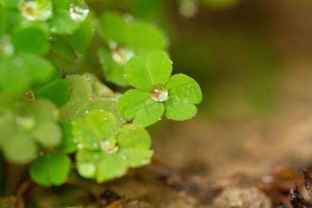 绿色雨水摄影照片_自然风景植物雨水换季春天发芽摄影图配图