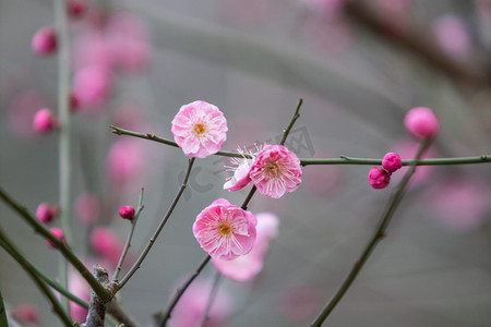 花骨朵腊八植物梅花红梅摄影图配图