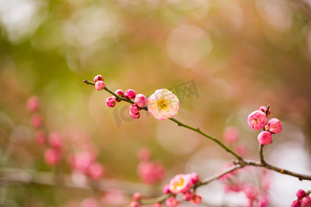 清香花朵自然清新腊八摄影图配图