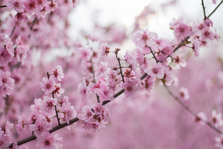 桃花春天植物多瓣花苞摄影图配图