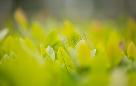 春天迎风植物嫩黄灌木摄影图配图