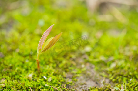 生长发芽植物土地阳光摄影图配图