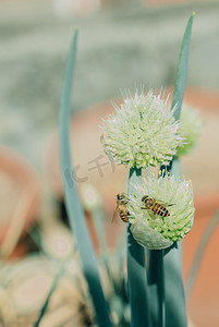 绿色清新花卉摄影照片_春天植物绿植蜜蜂采花蜜摄影图配图