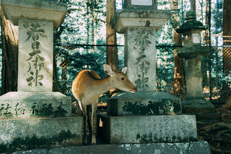 青色小摄影照片_动物园上午晴天小鹿奈良神社日本旅拍摄影图配图