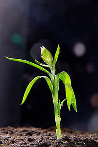 312植树摄影照片_植树节白天绿植树苗土壤室外植树节摄影图配图