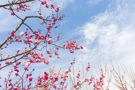 手绘国画梅花摄影照片_冬天正午中午梅花腊梅梅花树花朵静物摄影图配图