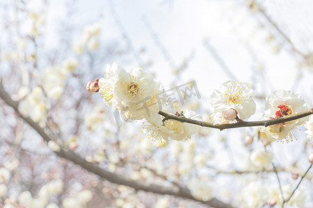 梅花风景摄影照片_冬日正午中午腊梅梅花梅花树静物摄影图配图