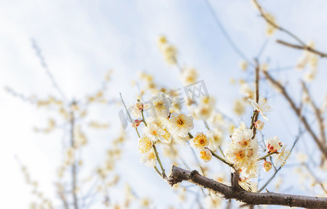 冬天植物摄影照片_立春中午正午腊梅梅花梅花树静物摄影图配图