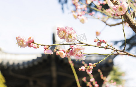 冬天中午正午腊梅梅花风景梅花静物摄影图配图