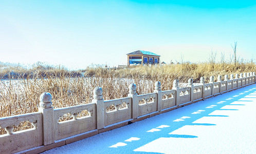 冬季植物花摄影照片_旅游景点上午冰雪植物冬季素材摄影图配图