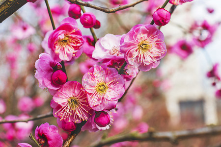 腊八节祭祀摄影照片_冬天正午中午梅花腊梅梅花树静物摄影图配图