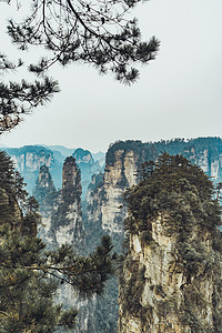 旅拍摄影照片_雾松清晨松树山顶旅拍摄影图配图