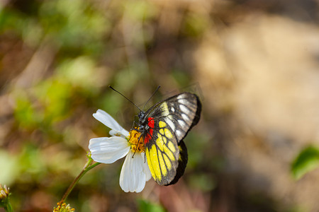 春季蝴蝶摄影照片_一只美丽蝴蝶白天户外停留在花朵上采蜜摄影图配图