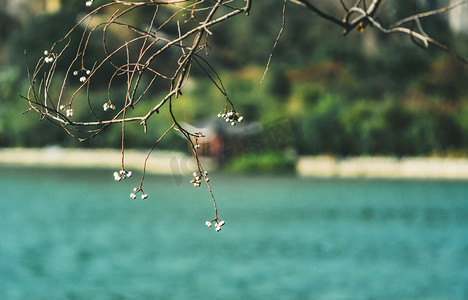 植物春季春天树枝湖景摄影图配图