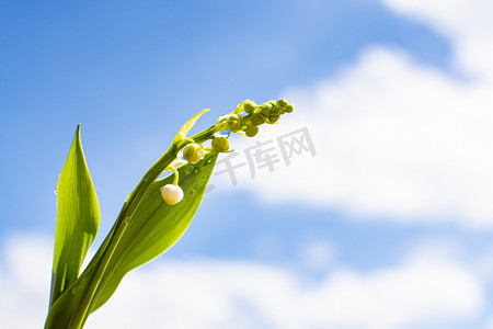 白色白云摄影照片_蓝天白云下的铃兰中午蓝天白云铃兰天台静物摄影图配图