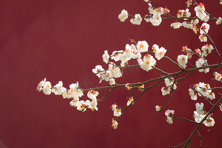 二十四节气之立春摄影照片_春天花苞梅花红墙立春摄影图配图