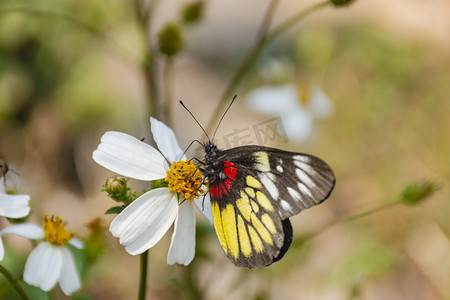 一只好看的蝴蝶白天户外停留在花朵上采蜜摄影图配图