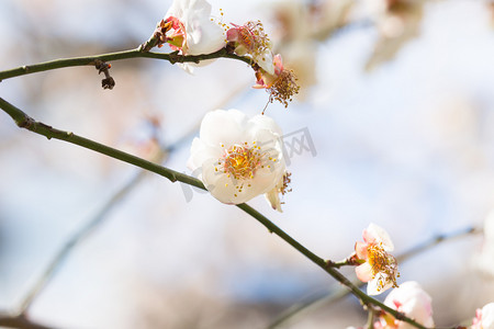 花瓣花蕊特写冬天白色梅花摄影图配图