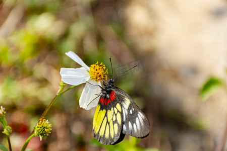 春季蝴蝶摄影照片_一只好看蝴蝶白天户外停留在花朵上采蜜摄影图配图
