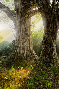 阳光树林摄影照片_两棵大榕树白天户外光线斜照摄影图配图