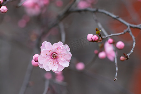 梅花风景摄影照片_花春天梅花风景自然摄影图配图