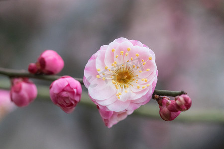 梅花花瓣摄影照片_春天下午梅花花蕊自然摄影图配图