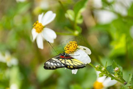 一只漂亮蝴蝶白天户外停留在花朵上采蜜摄影图配图