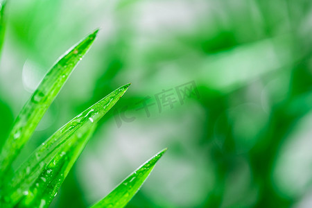 雨水节气白天雨水节气雨珠雨滴食物雨水节气摄影图配图