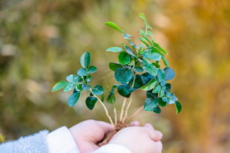 植树节白天植树节树苗手室外植树节摄影图配图