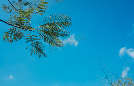 天空蓝天白云晴天植物绿植摄影图配图