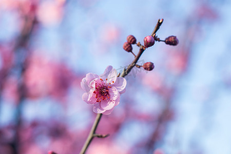 蓝天绿叶摄影照片_花瓣春天梅花公园开花摄影图配图