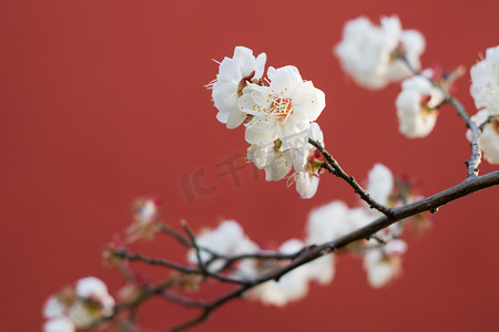 白色梅花摄影照片_风景春天梅花风景绽放摄影图配图