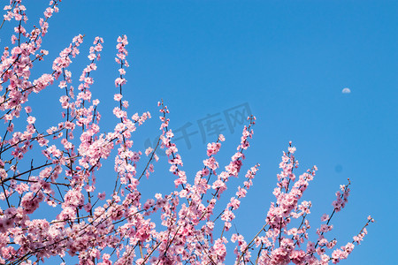 枝叶茂盛的大树摄影照片_天空傍晚梅花蓝天开花摄影图配图