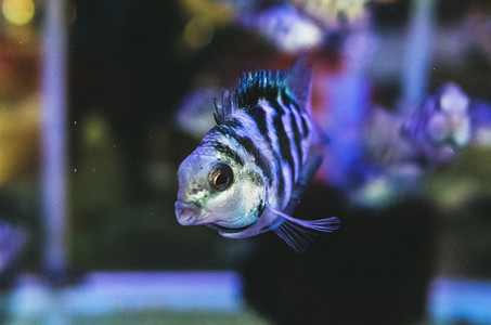 观赏鱼动物鱼类金鱼热带鱼摄影图配图
